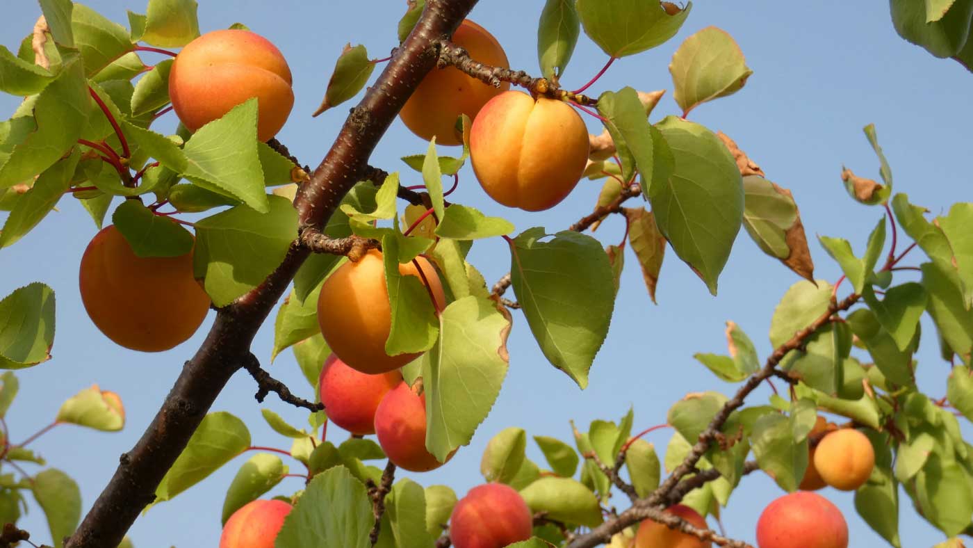 Prunus armeniaca